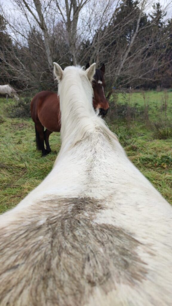 Premiers contacts avec la dissymétrie du cheval grâce à Verity en 2024
