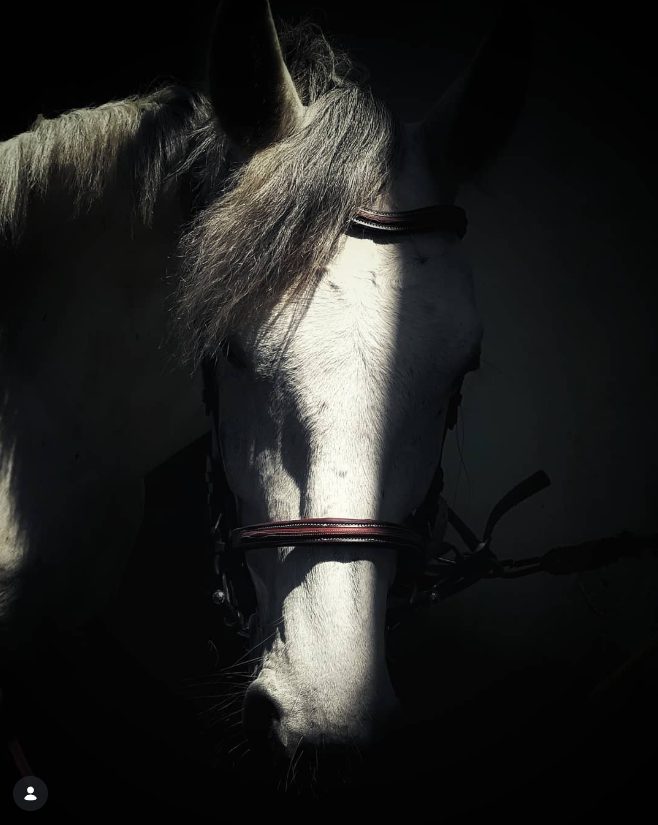 Capturer la beauté des chevaux par des jeux d'ombres et lumières avec Bing en juin 2018