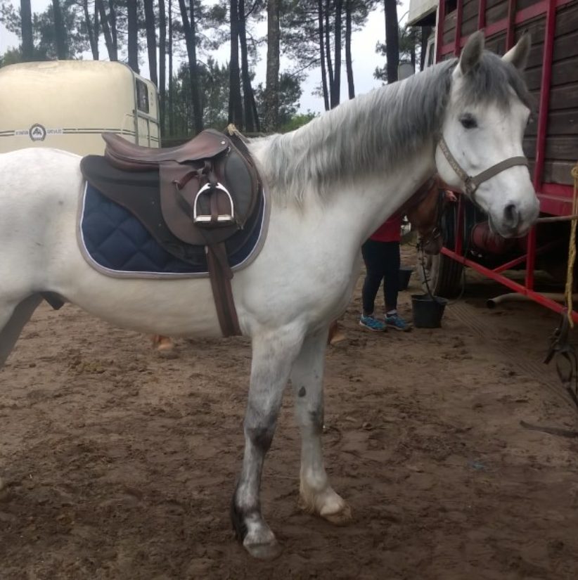 Première endurance avec Be Bop Blues, poney OC du Poney-club du Domaine de Rhodes, avec Camille Tao Bordaberry en 2016