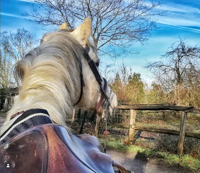 Camille et Bing en vadrouille en février 2019, premier zoom sur une selle