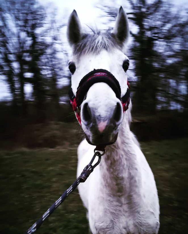 Capter les émotions du cheval par la photo avec Bing en mars 2018