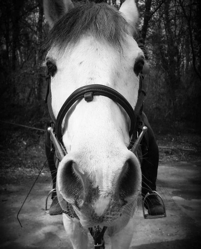Capter les émotions du cheval par la photo avec Bing en mars 2019