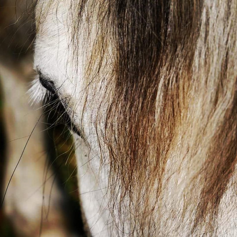 Capter les émotions du cheval par la photo avec Bing en octobre 2018