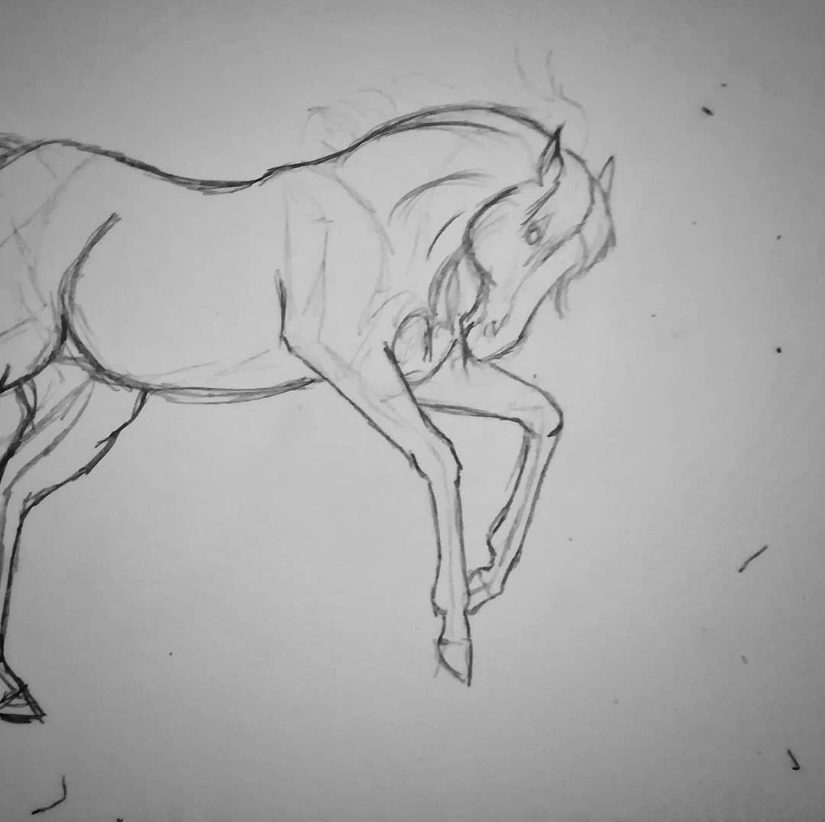 Saisir les mouvements du cheval par le dessin
