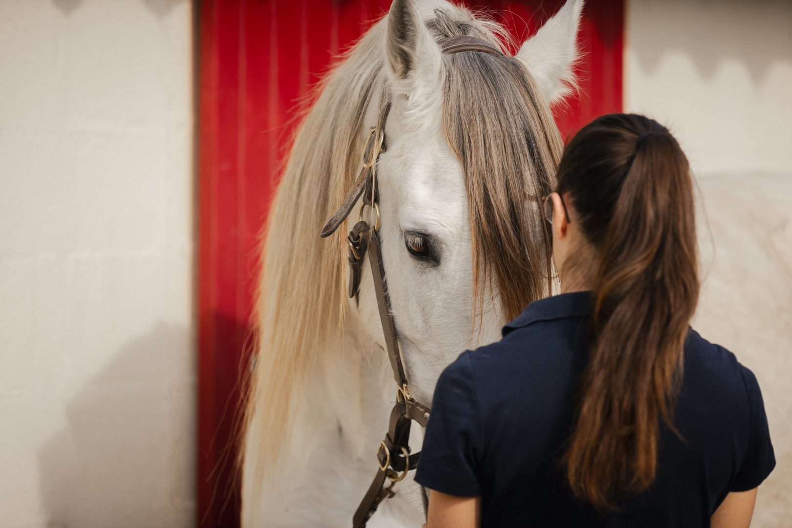 Instant de connexion et d'échange silencieux entre Camille et Jazz au cours d'une séance de saddle fitting dans le sud de la France