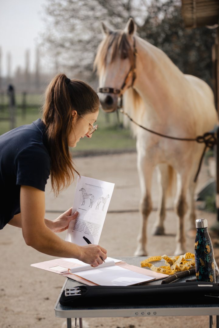 Bilan de conformation, posture et locomotion et note des prises de mesures au cours d'un bilan en ergonomie du matériel équestre mené par Camille Tao Bordaberry, enseignante d'équitation spécialisée en dressage et biomécanique et saddle fitter issue d'Ergonomie Équestre
