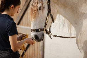 Présentation du ruban de mesure à un cheval craintif au cours d'une séance de saddle fitting dans le sud de la France menée par Camille Tao Bordaberry, enseignante d'équitation et ergonomie équestre spécialisée dans la lecture comportementale des chevaux