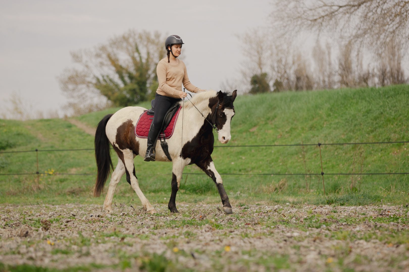 Cavalière de dressage montant son cheval Paint Horse avec une Wintec 500 Dressage